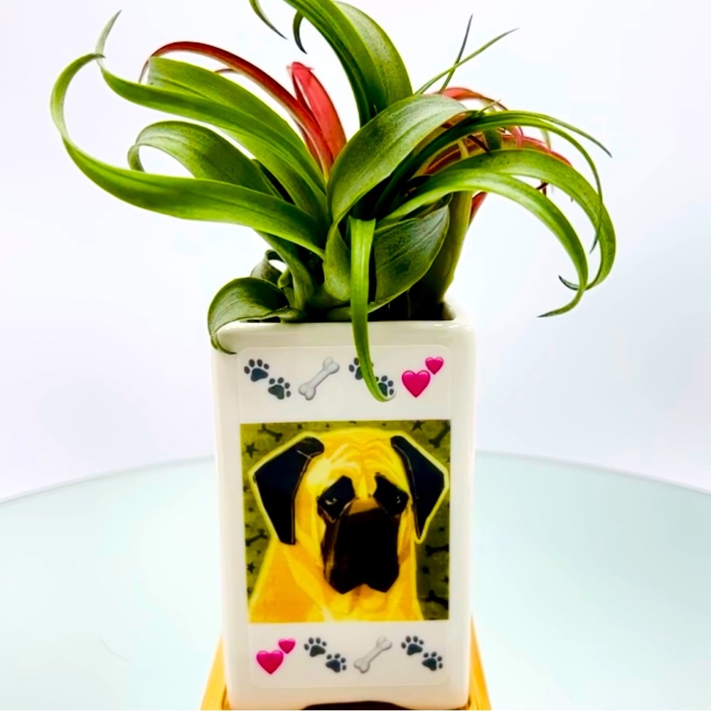 ENGLISH MASTIFF Dog Art 
Hand Crafted Home Decor Planter Office Organizers Gifts